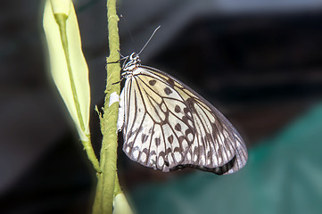 Image showing Butterfly paper snakes  or Idea leuconoe