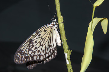 Image showing Butterfly paper snakes  or Idea leuconoe