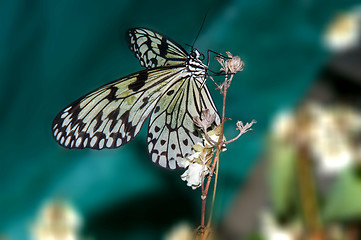 Image showing Butterfly paper snakes  or Idea leuconoe