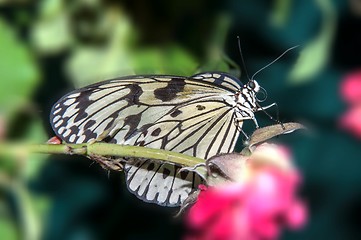 Image showing Butterfly paper snakes  or Idea leuconoe