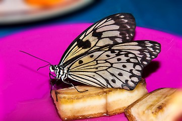 Image showing Butterfly paper snakes  or Idea leuconoe