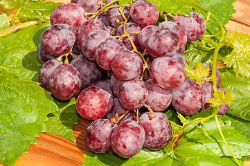 Image showing Bunch of grapes