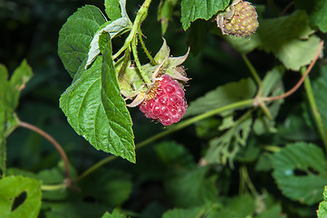 Image showing Berry Raspberry