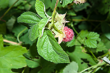 Image showing Berry Raspberry