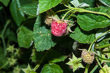 Image showing Berry Raspberry