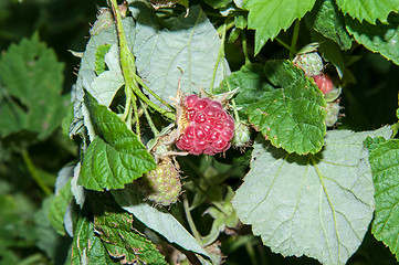 Image showing Berry Raspberry