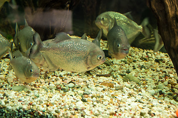 Image showing Piranha or Serrasalminae