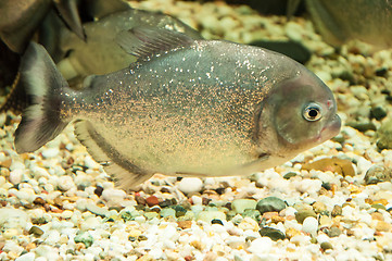 Image showing Piranha or Serrasalminae