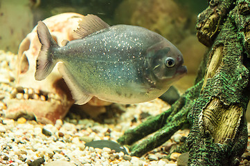 Image showing Piranha or Serrasalminae