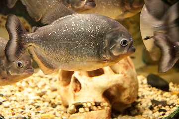 Image showing Piranha or Serrasalminae