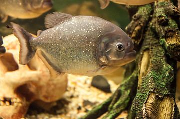 Image showing Piranha or Serrasalminae