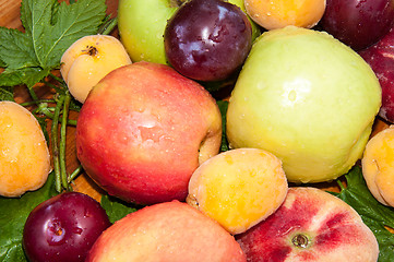 Image showing Fruit tree fruit