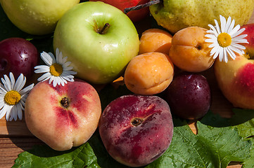 Image showing Fruit tree fruit,