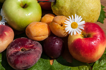 Image showing Fruit tree fruit,