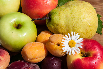 Image showing Fruit tree fruit,