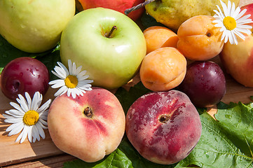 Image showing Fruit tree fruit,