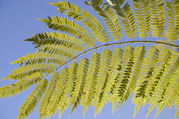 Image showing Jacaranda leaf