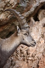 Image showing Alpine Ibex