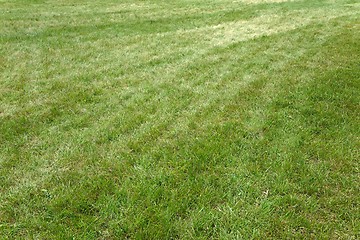 Image showing Green Grass