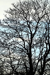 Image showing Bare trees