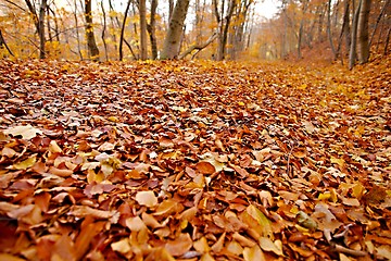 Image showing Autumn