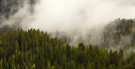 Image showing Foggy forest