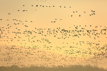 Image showing Geese Flying