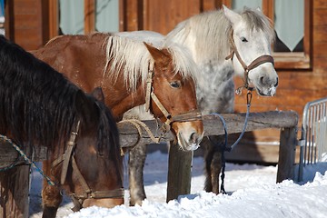 Image showing Horse on a farm