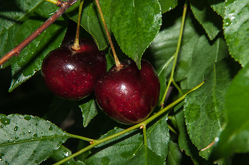 Image showing The fruit of sweet cherry or Prunus avium 