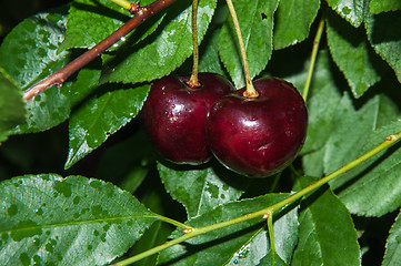 Image showing The fruit of sweet cherry or Prunus avium 