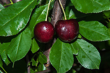 Image showing The fruit of sweet cherry or Prunus avium 