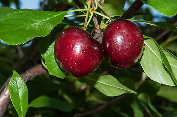 Image showing The fruit of sweet cherry or Prunus avium 