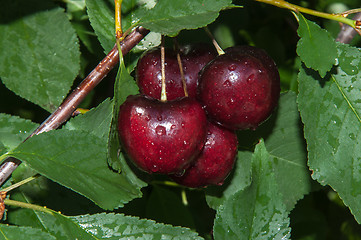 Image showing The fruit of sweet cherry or Prunus avium 