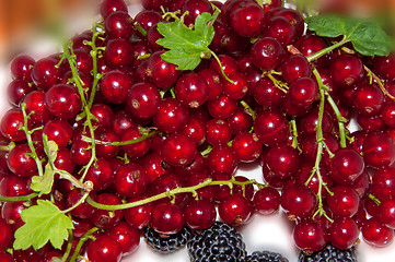 Image showing Red currant