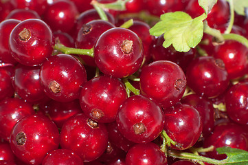 Image showing Red currant