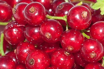 Image showing Red currant