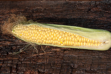 Image showing Ear of corn or Zea