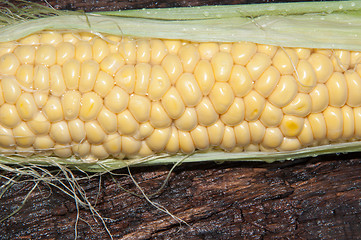 Image showing Ear of corn or Zea