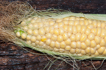 Image showing Ear of corn or Zea