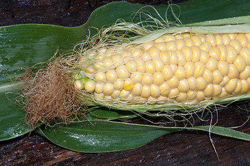 Image showing Ear of corn or Zea