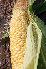 Image showing Ear of corn or Zea