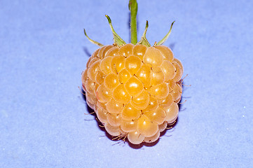 Image showing Raspberry yellow or Rubus idaeus