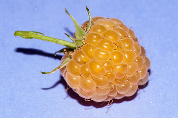 Image showing Raspberry yellow or Rubus idaeus