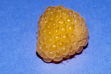 Image showing Raspberry yellow or Rubus idaeus