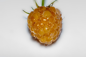 Image showing Raspberry yellow or Rubus idaeus