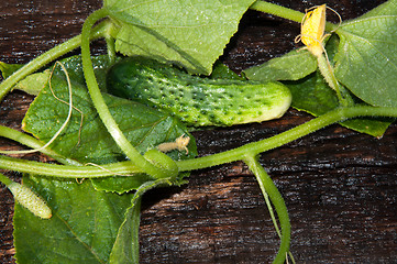 Image showing Cucumber Green