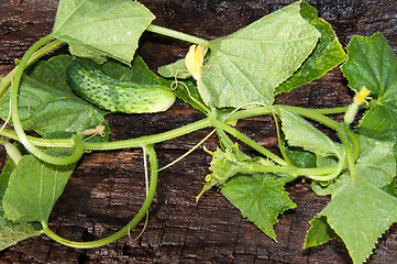 Image showing Cucumber Green