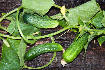 Image showing Cucumber Green