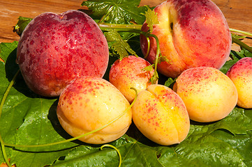 Image showing Peach and apricot