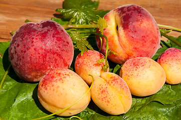Image showing Peach and apricot
